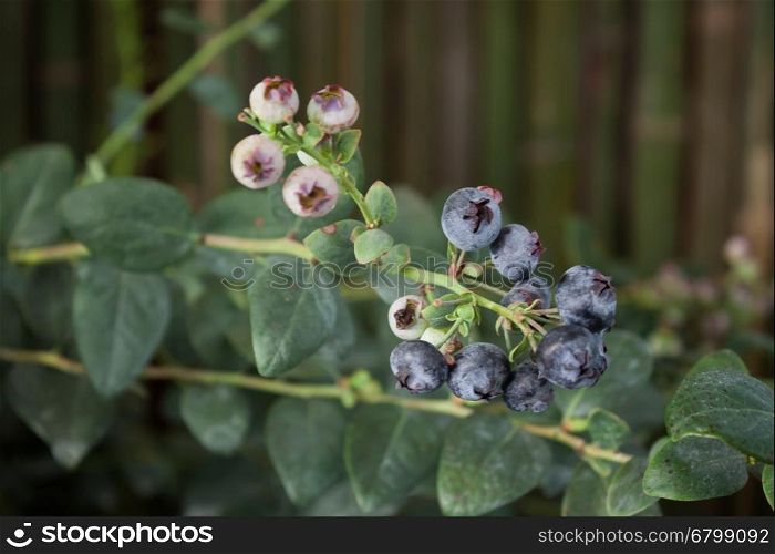 Blueberries ripening on the bush, stock photo