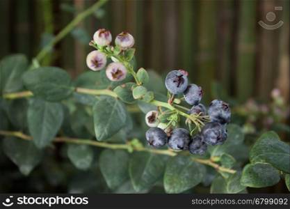 Blueberries ripening on the bush, stock photo