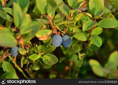 blueberries with leaves on the handle