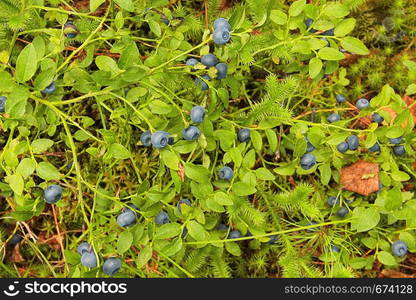 Blueberry bushes growing in the woods. The view from the top. Wild berries in the taiga in summer, Siberia.