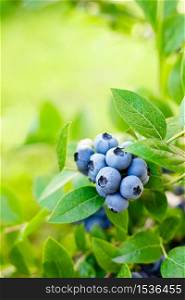 Blueberry. Fresh berries with leaves on branch in a garden.