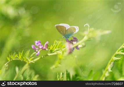 Bluebird butterfly sitting on a blade of grass on a summer meadow