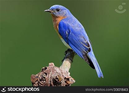 Bluebird On A Stump
