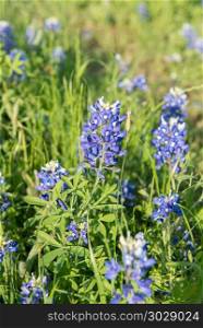 Bluebonnet flower, close-up flower in Texas, USA