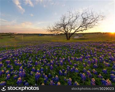 Bluebonnet flowers blooming in Irving, Texas