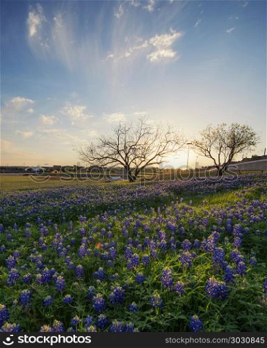 Bluebonnet flowers field in Irving, Texas