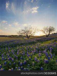 Bluebonnet flowers field in Irving, Texas