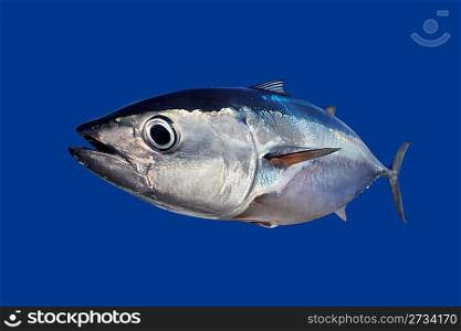 Bluefin tuna Thunnus thynnus fish isolated on blue background