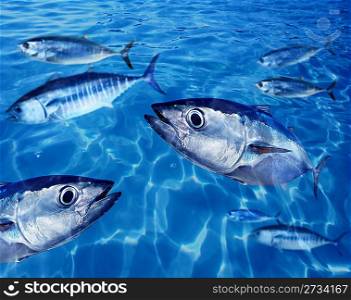 Bluefin tuna Thunnus thynnus fish school underwater swimming blue ocean