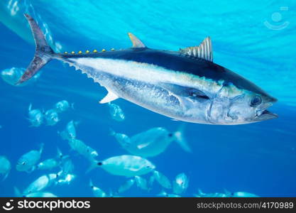 Bluefin tuna Thunnus thynnus saltwater fish in mediterranean