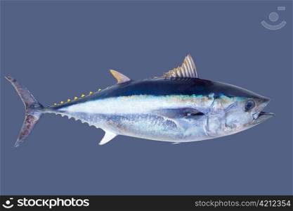 Bluefin tuna Thunnus thynnus saltwater fish islated on gray