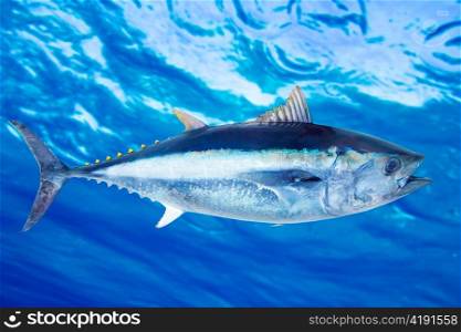 Bluefin tuna Thunnus thynnus saltwater fish underwater blue sea