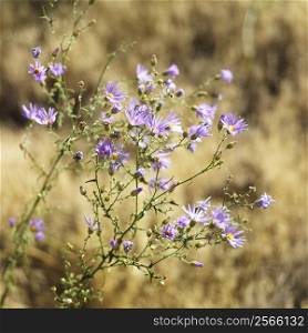 Blueleaf Aster wildflowers in field in Zion National Park, Utah.