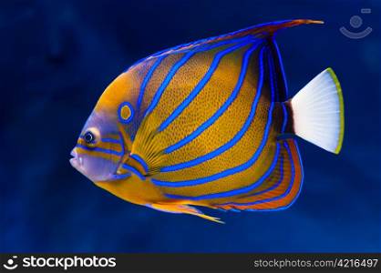 Bluering angelfish. Bluering angelfish (Pomacanthus annularis) on natural blue background