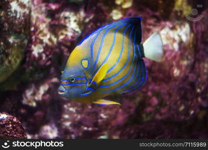 bluering angelfish (Pomacanthus Annularis)