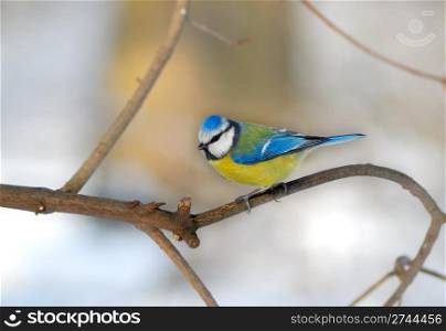 Bluetit perched on a thin twig in a wintery scene.