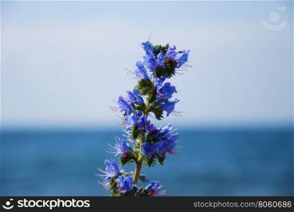 Blueweed closeup with blurred horizon over water in the background