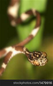 Blunthead Tree Snake, Imantodes cenchoa, Rainforest, Napo River Basin, Amazonia, Ecuador, America. Alberto Carrera