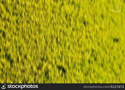 blur and grass plant in iran the green garden