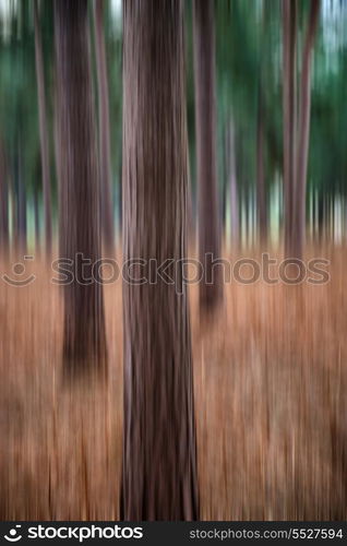 Blur artistic effect of pine forest landscape