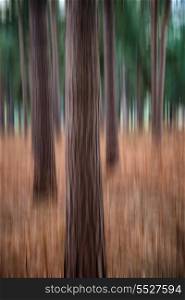 Blur artistic effect of pine forest landscape