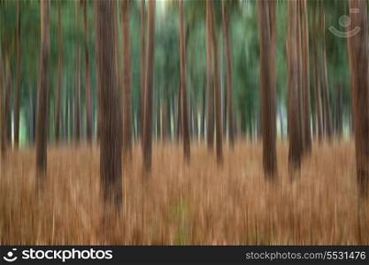 Blur artistic effect of pine forest landscape