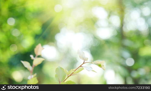 Blur background green park garden nature bright sunny forest. Blurry outdoor park in spring time glowing shinny day template with sunlight bokeh. Abstract blurred background banner copy space.