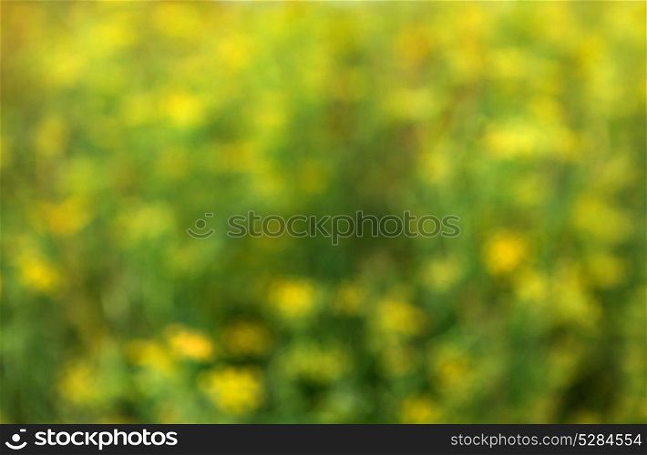 Blur background of grass for use as wallpaper