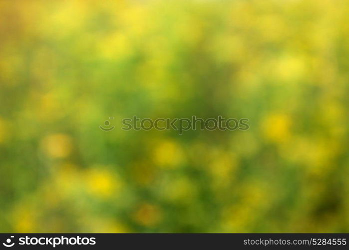 Blur background of grass for use as wallpaper