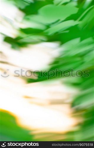 Blur beautiful nature palm leaf nature background.. Beautiful sunset tropical beach with palm tree blurred natural background with boke
