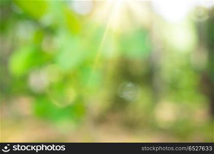 Blur bokeh background. Blur bokeh background. Sunrise abstract green outdoor. Blur bokeh background