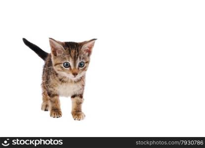 Blur eyed striped kitten with white background