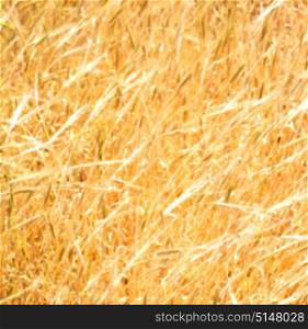 blur in iran cultivated farm grass and healty brown natural wheat