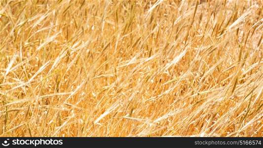blur in iran cultivated farm grass and healty brown natural wheat