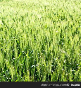 blur in iran cultivated farm grass and healty green natural wheat