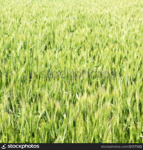 blur in iran cultivated farm grass and healty green natural wheat