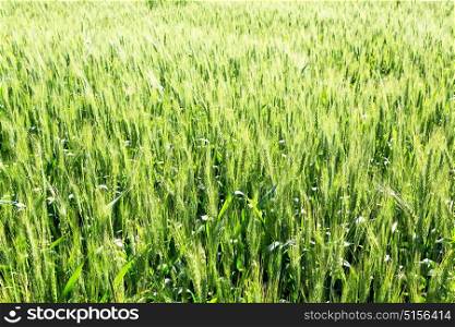 blur in iran cultivated farm grass and healty green natural wheat