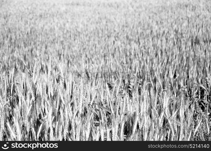 blur in iran cultivated farm grass and healty green natural wheat