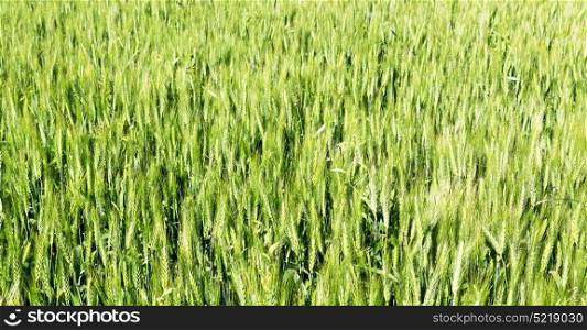 blur in iran cultivated farm grass and healty green natural wheat