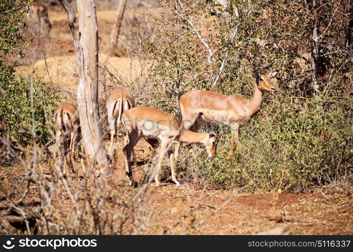 blur in kruger parck south africa wild impala in the winter bush