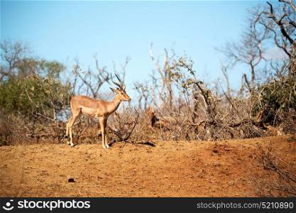 blur in kruger parck south africa wild impala in the winter bush