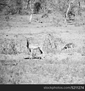 blur in kruger parck south africa wild impala in the winter bush