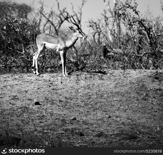 blur in kruger parck south africa wild impala in the winter bush