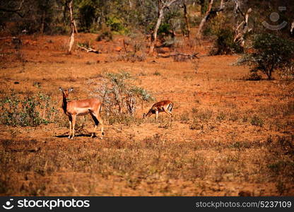 blur in kruger parck south africa wild impala in the winter bush