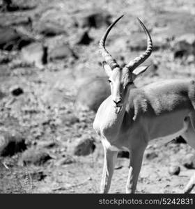 blur in kruger parck south africa wild impala in the winter bush