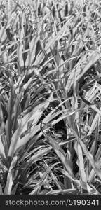 blur in philippines a fild of grass colse up background abstract