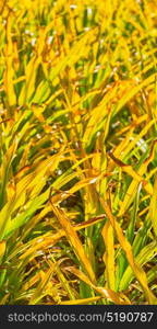 blur in philippines a fild of grass colse up background abstract