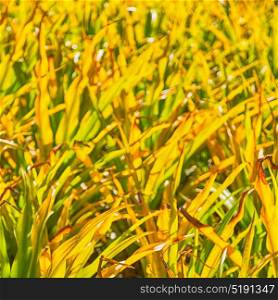 blur in philippines a fild of grass colse up background abstract