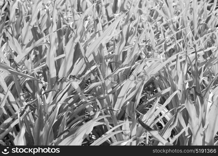 blur in philippines a fild of grass colse up background abstract