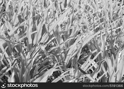 blur in philippines a fild of grass colse up background abstract